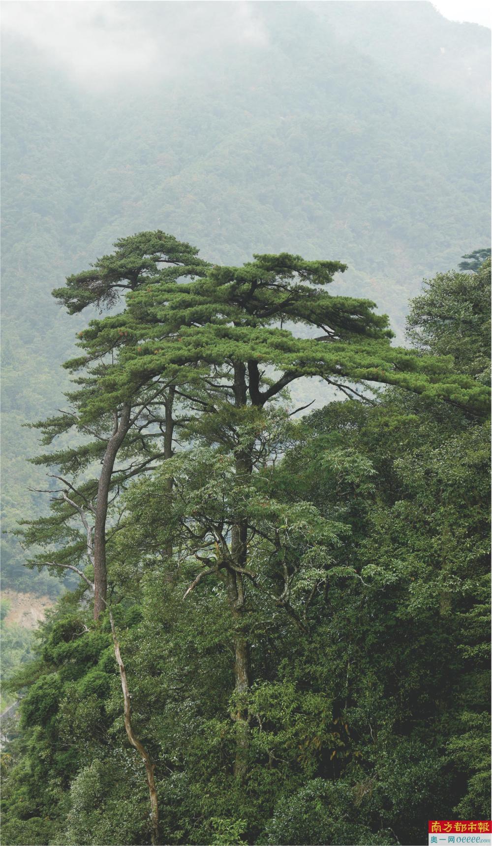 在广东最大的原始森林看冬日一片粉蓝_腾讯新闻