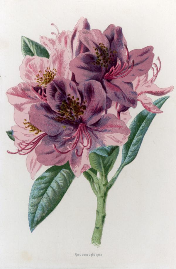 田颖评《花之语:英国古典版画里的花草秘事》|一花一世界_腾讯新闻