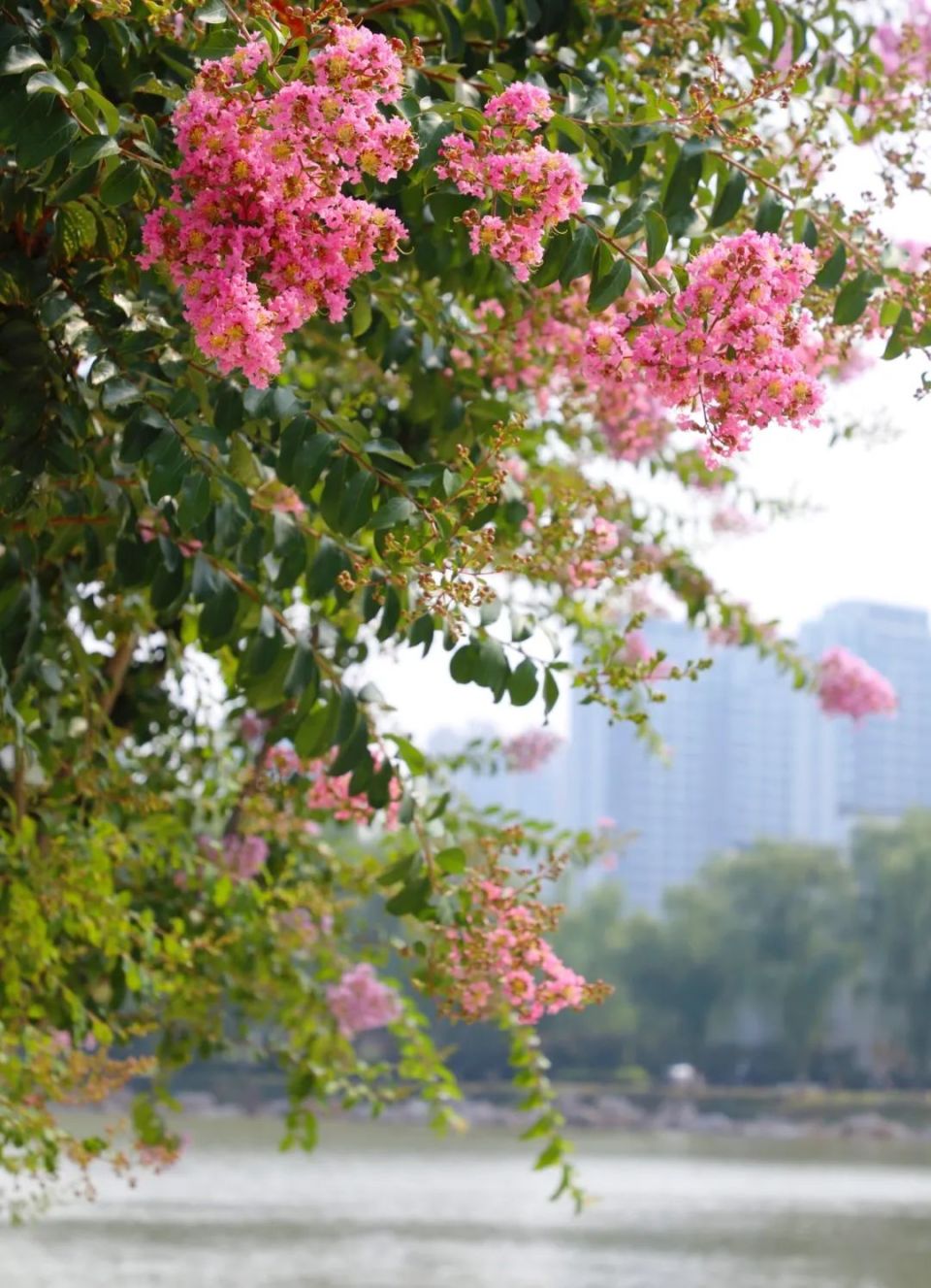 商丘市日月湖景区:花开紫薇百日红