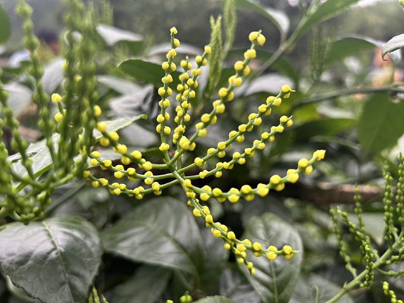 这户当日采摘的珠兰花也是董洋订购的用于窨制六安香片需要用的花材.