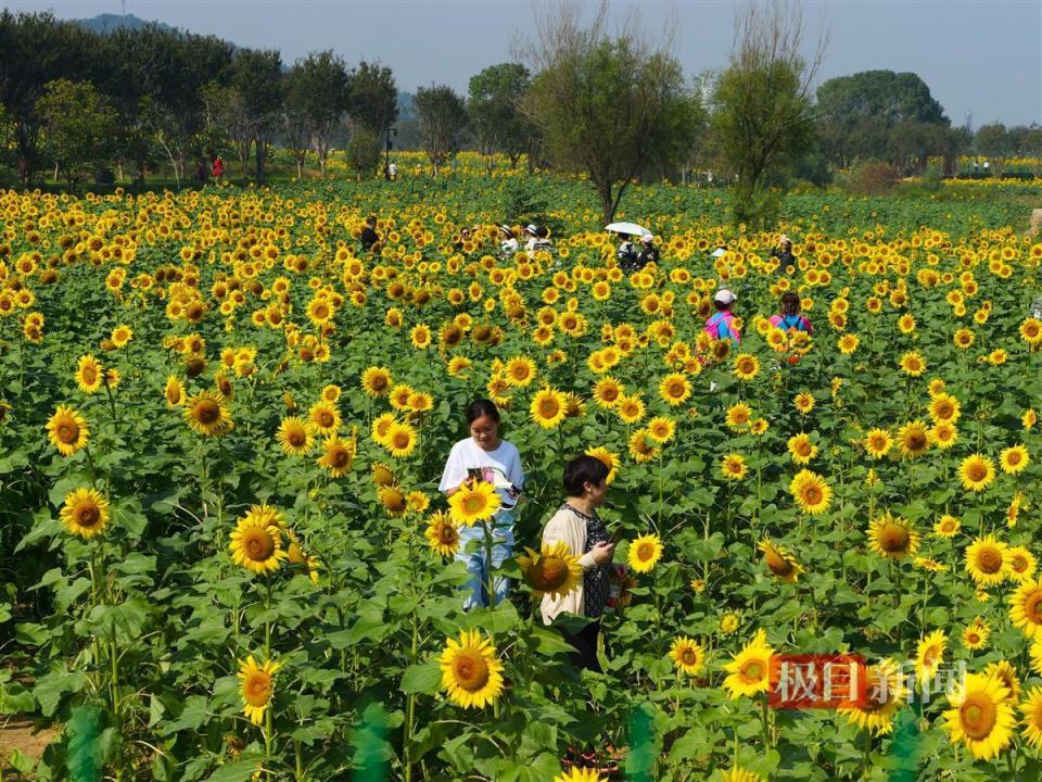 金色笑脸好治愈马鞍山森林公园300亩向日葵笑开了花