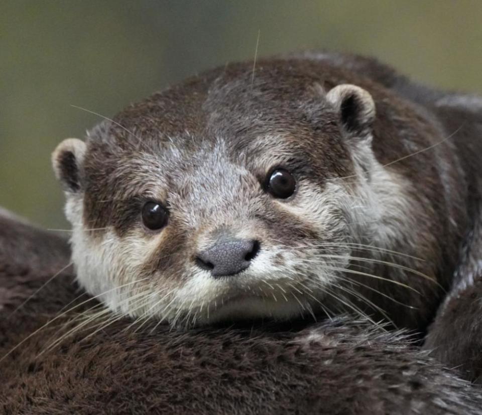 国际生物多样性日,在广州动物园邂逅最萌"顶级捕食者"
