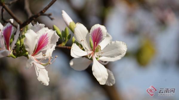 云南开远:玉荷花开日子甜_腾讯新闻