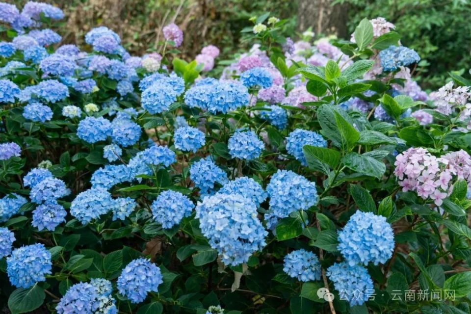 【行摄云南】绣球花开夏日美