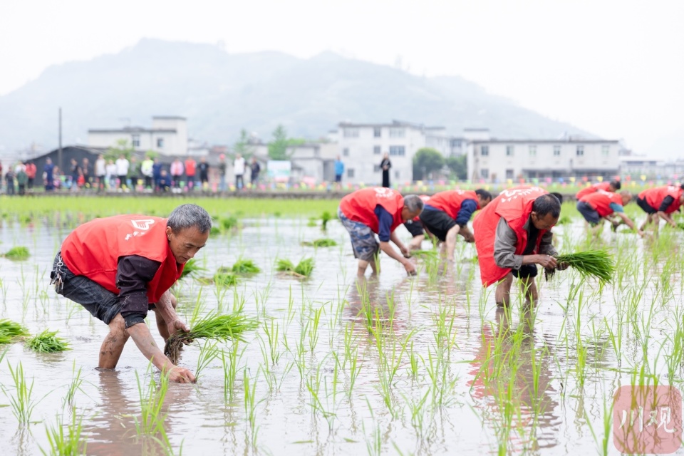 c视频|宜宾高县:首届"插秧节"演绎农耕文化之美