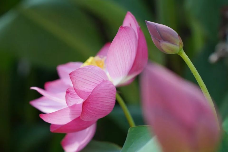花花花花花……迷醉在重固的夏日!