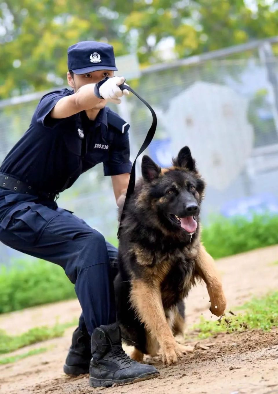 听警犬"tiger"说说