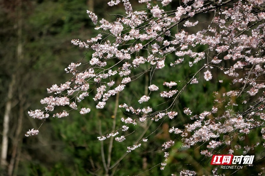 花草新闻社丨张家界国家森林公园:十里画廊樱花盛放