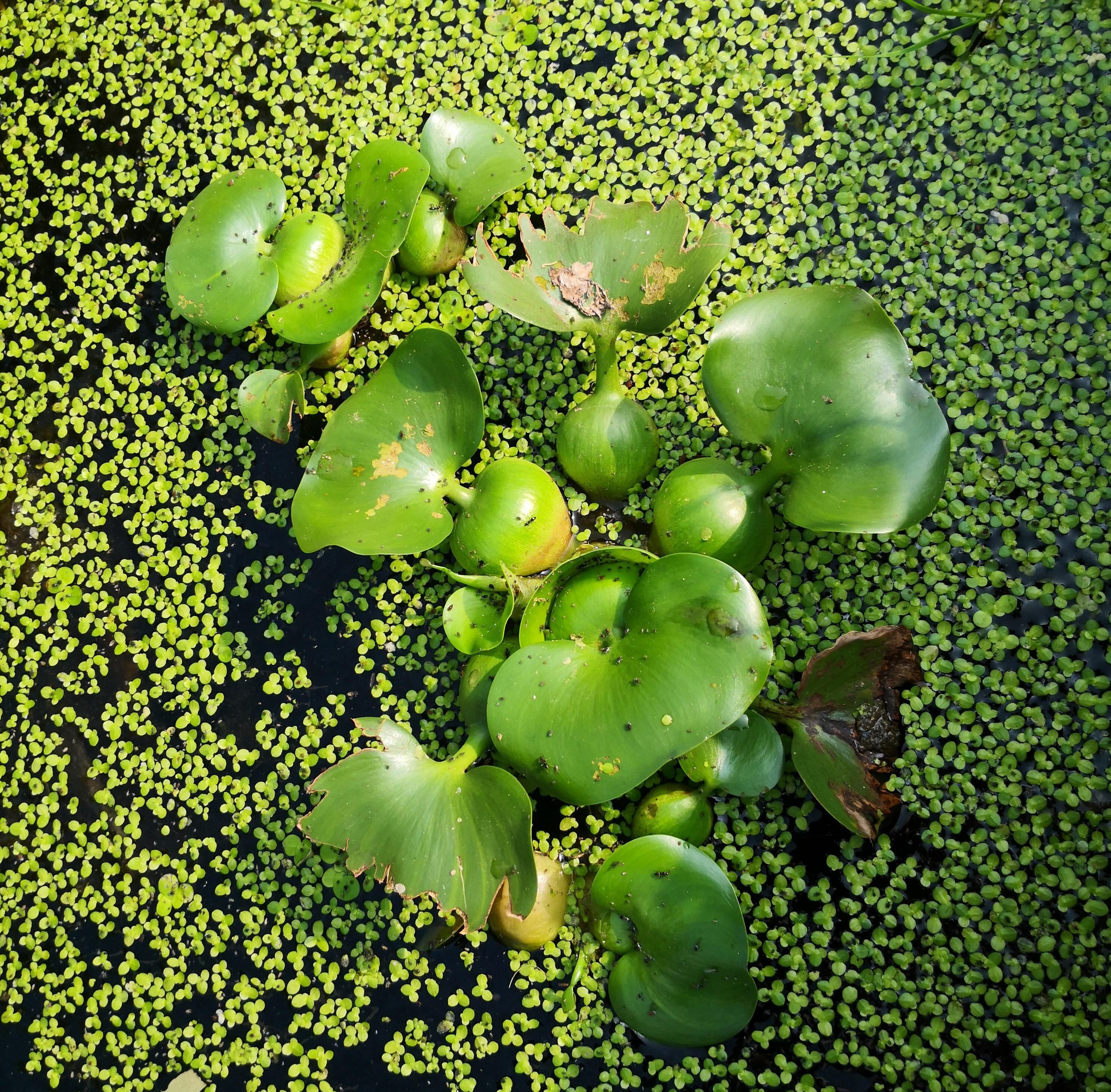 水葫芦弱点太好笑!曾大面积"泛滥成灾",如今被我们一招制住!