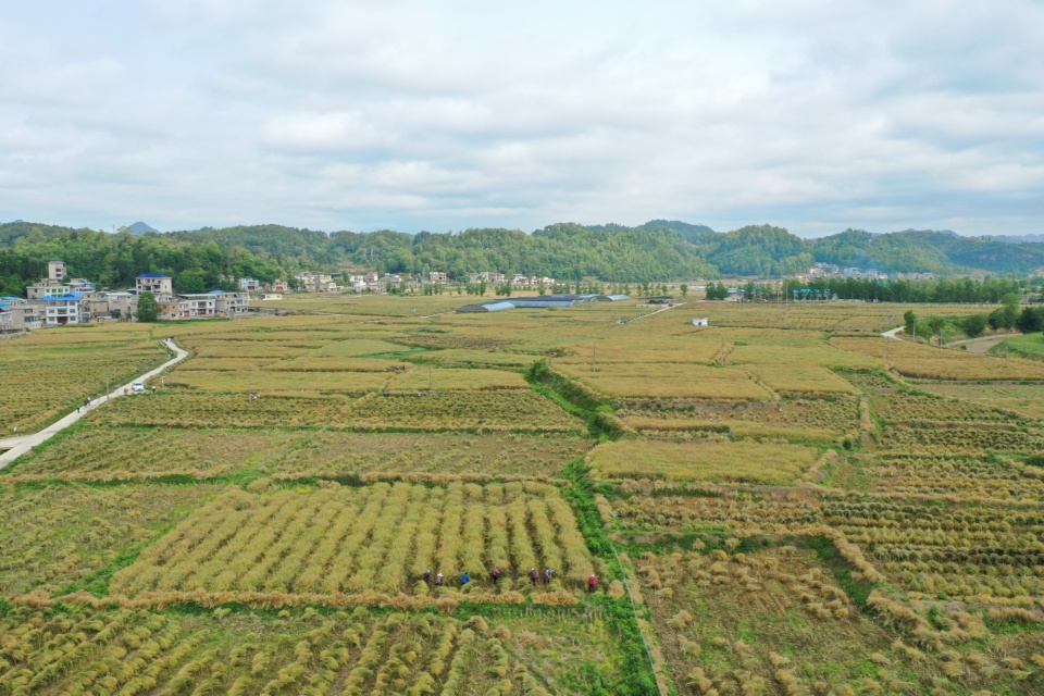 贵州长顺制种油菜产业晒出"成绩单"