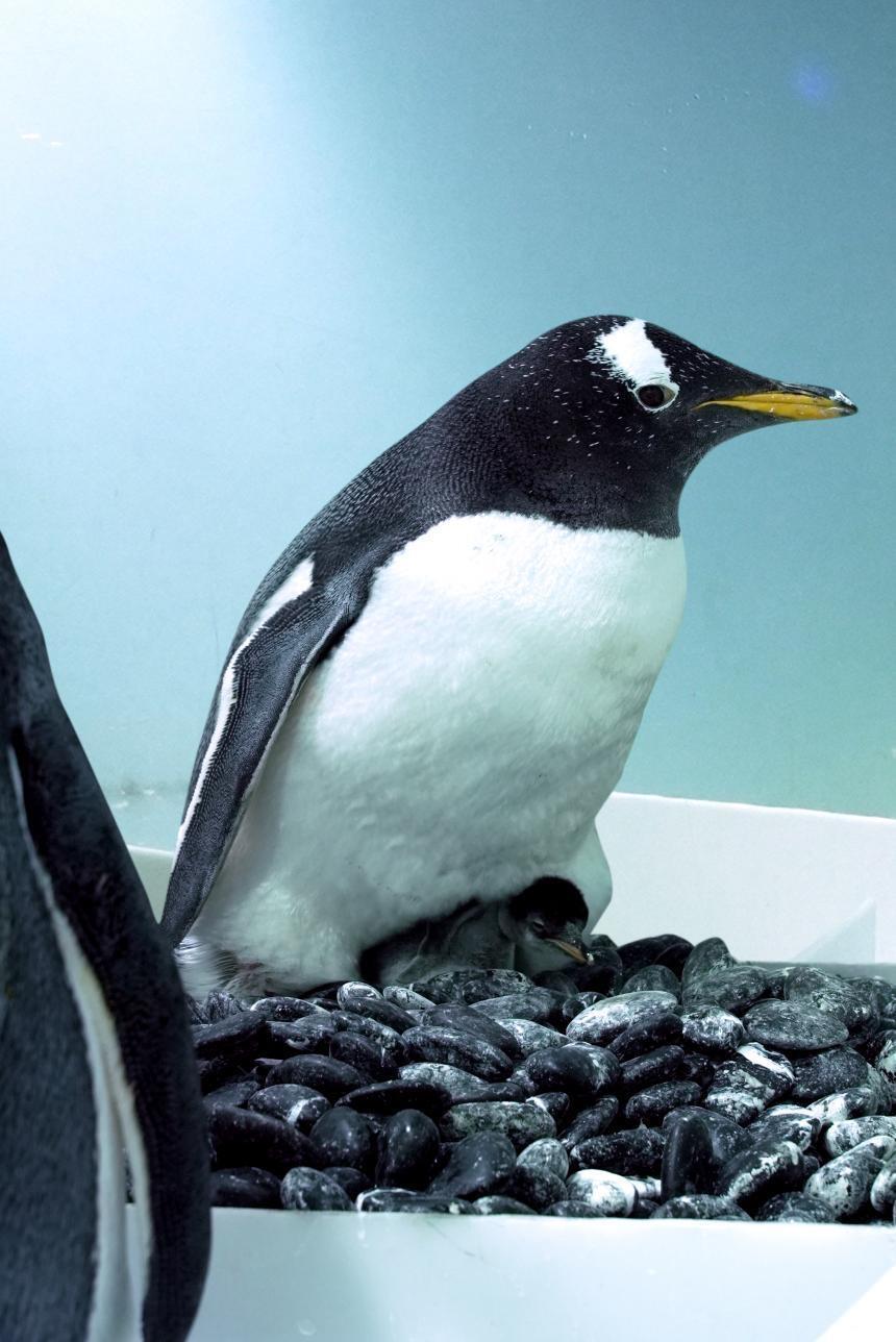 园区工作人员表示,每天都有专人为游客讲解关于企鹅恋爱和繁育的趣味