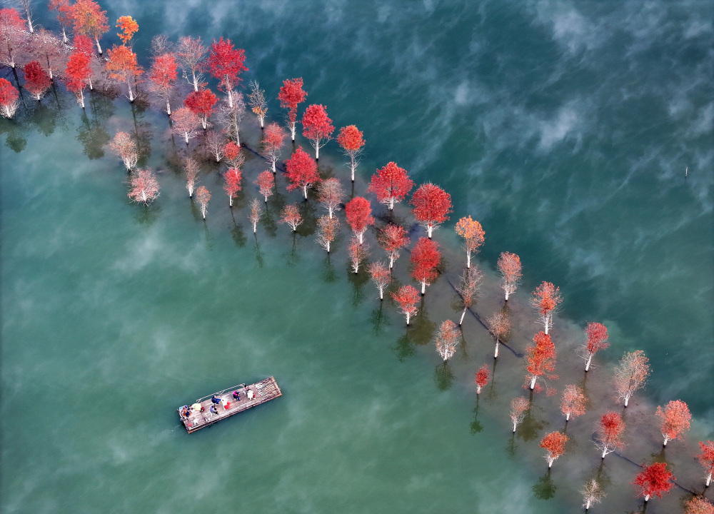 安徽宁国:冬日红杉林 缤纷似油画