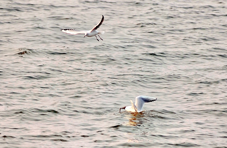 松花江畔千只江鸥翔集