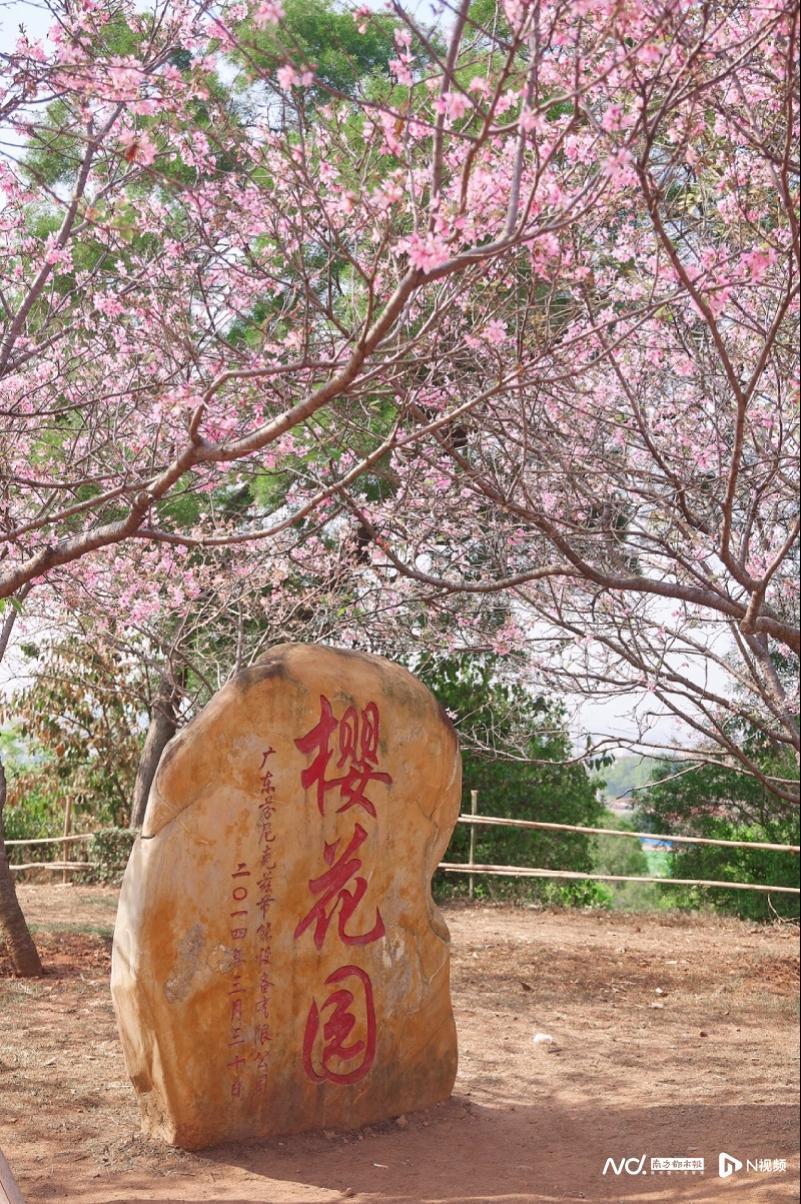 地点:十八罗汉山景区婚俗文化区(草坪婚礼点)时间:3月9日-3月17日(10