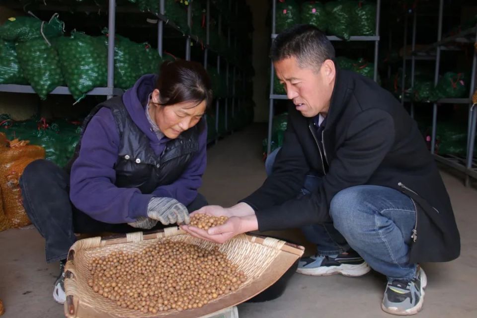 【春耕一线】渭源:马铃薯"金种子"育繁推动产业集群高质量发展_腾讯