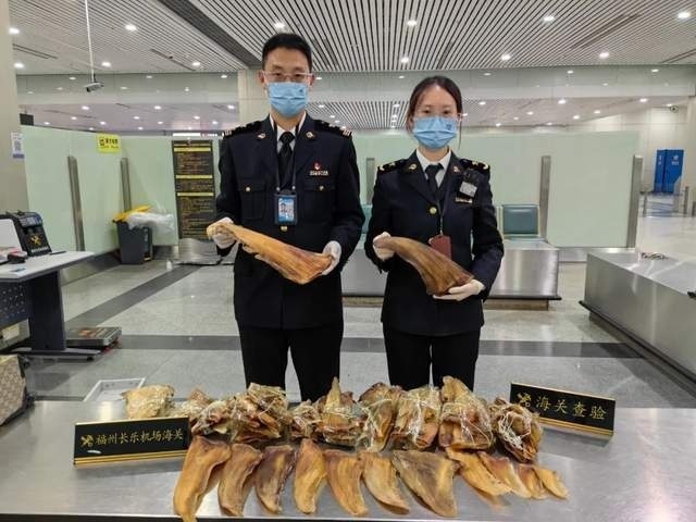 福州长乐机场海关查获92块尖吻鲭鲨鱼翅