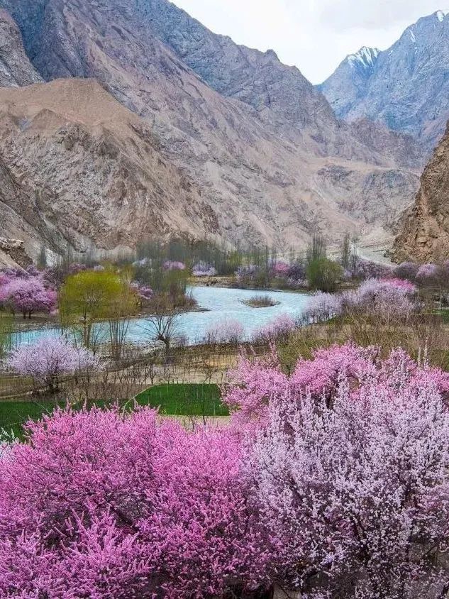 春风十里 杏花与你| 那拉提杏花谷—新疆的自然奇迹与人文盛宴