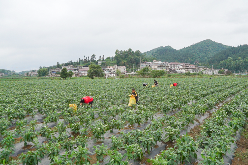 据介绍,龙昌镇仓盈湾村下庄坝区辣椒种植基地主要种植