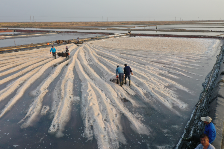 新滩盐场春扒好时光盐田生产忙