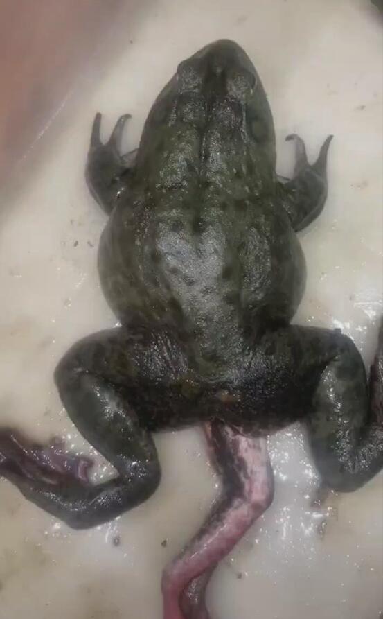 日本变异青蛙图片