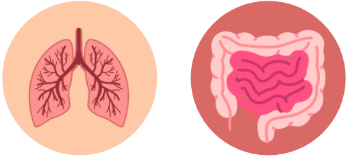 肺与大肠相表里