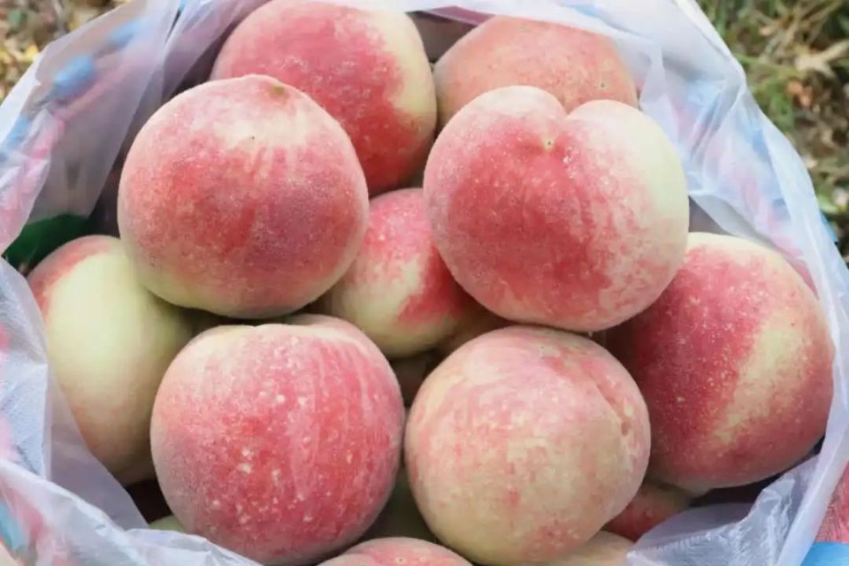 兴文本地鲜桃上市啦~采摘攻略奉上