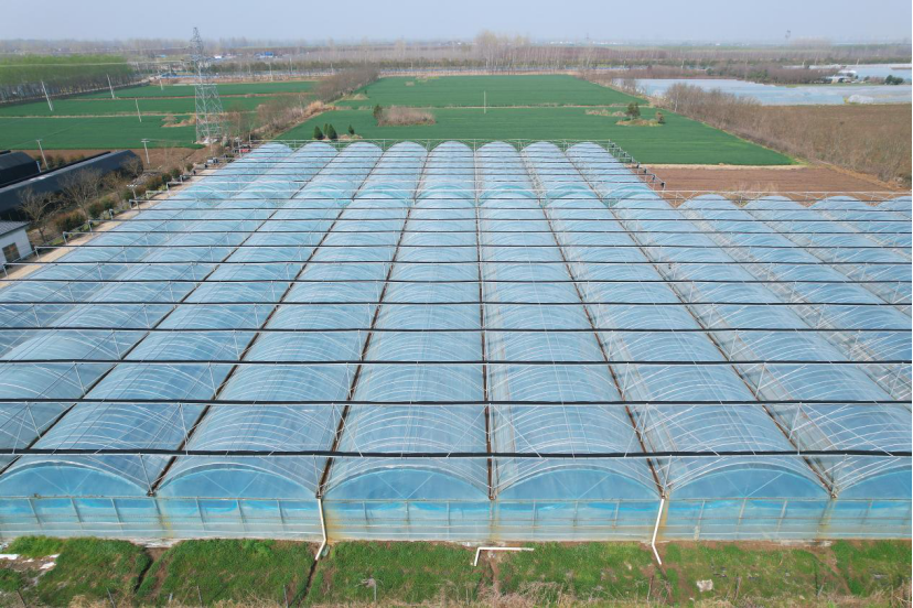 南阳市宛城区:大棚种植不断季 产业振兴更有力_腾讯新闻