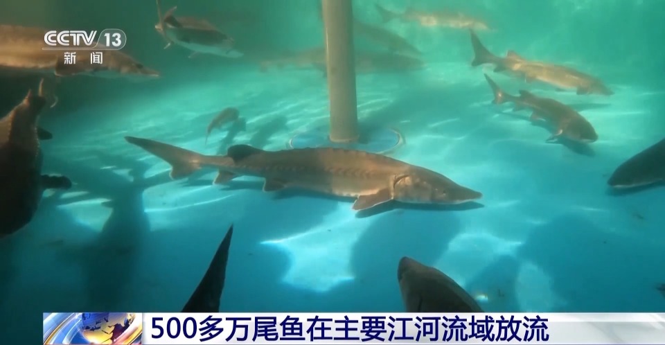 500多万尾鱼!我国主要江河流域又增殖放流了
