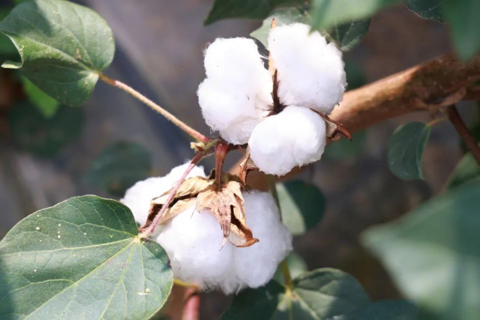 博州138万亩棉花陆续吐絮