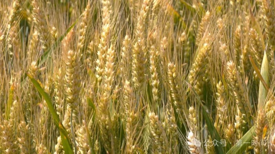 42个小麦新品种集体亮相  助力农民增收