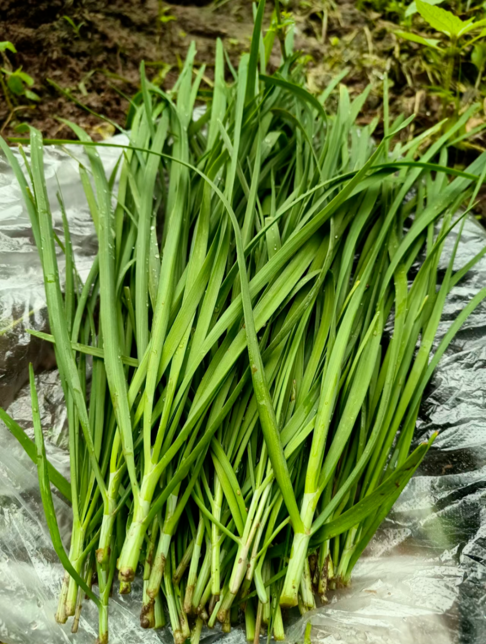 中国的韭菜真的不够用了