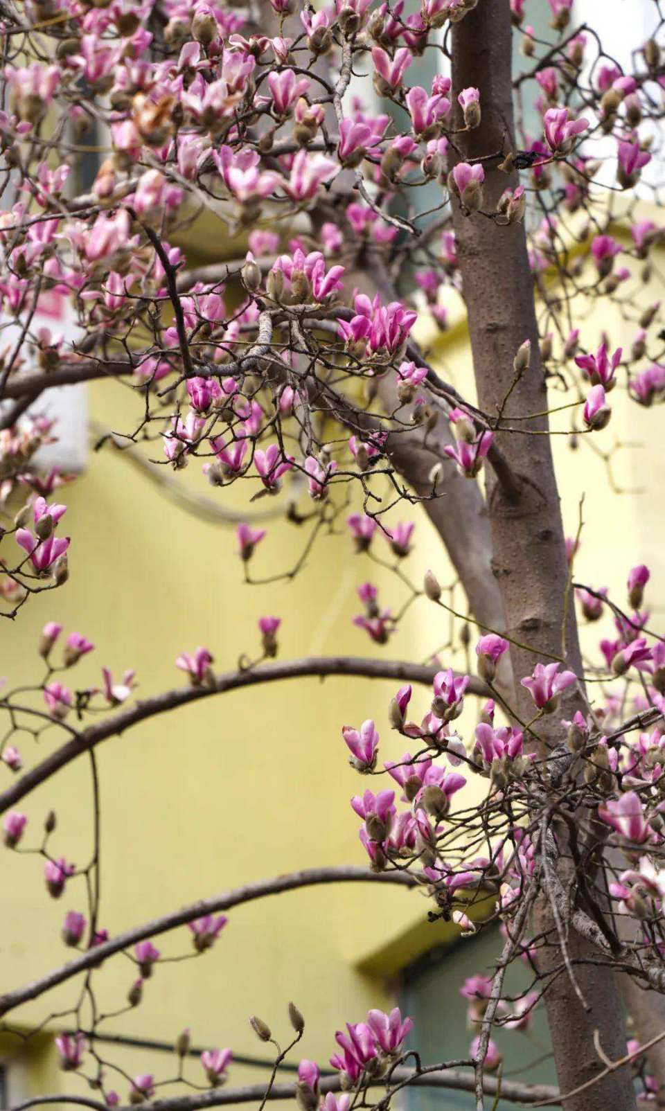 郑州这么多好看的玉兰花,被我们找到了