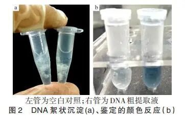 实验与培训丨本刊好文：DNA提取与纯度分析——对“DNA粗提取与鉴定”实验的改进与拓展/谷峻等_腾讯新闻