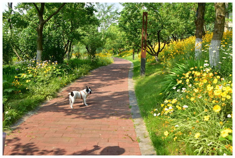 江心洲,25公里长堤25公里花海