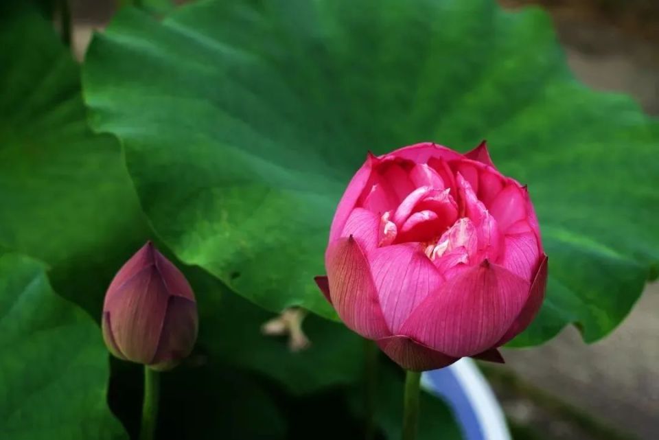 临近荷花季,你知道西湖里有多少种荷花吗?