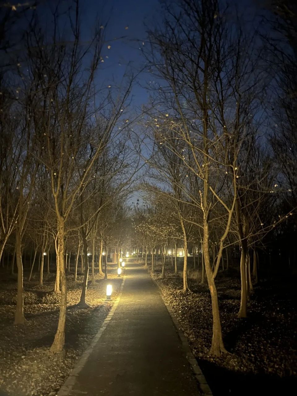 夜晚林间小道图片