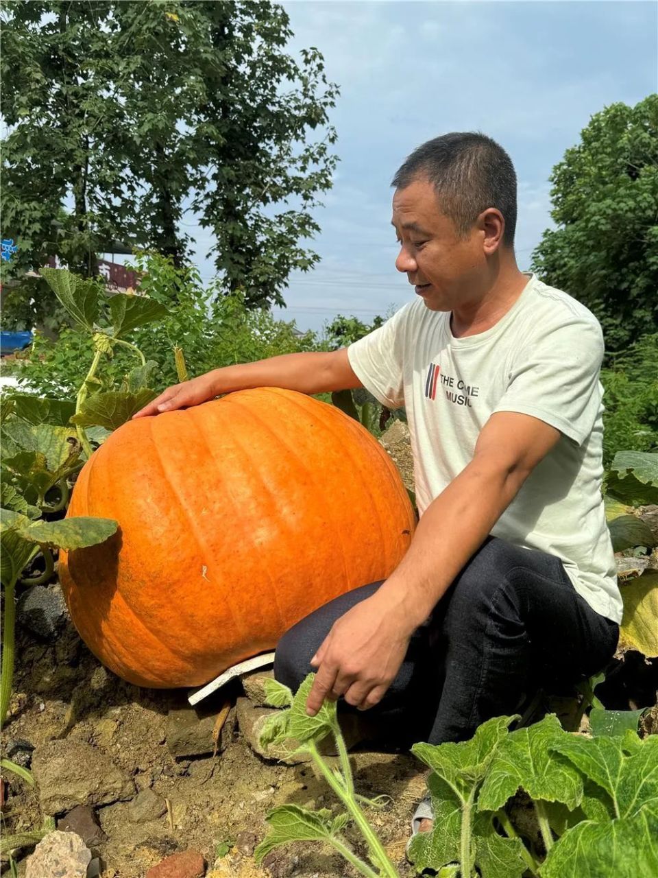 结出巨型南瓜的瓜苗是吴树洪从朋友那里得到的礼物抱着试一试的态度将
