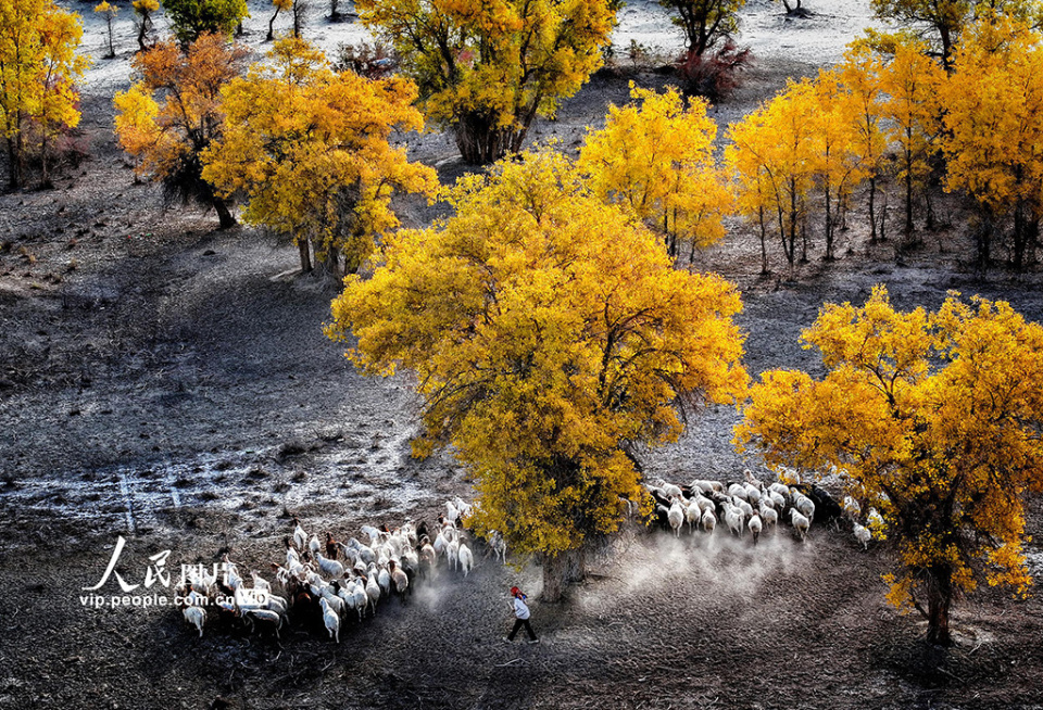 新疆阿拉尔:胡杨林"金"艳来袭_腾讯新闻