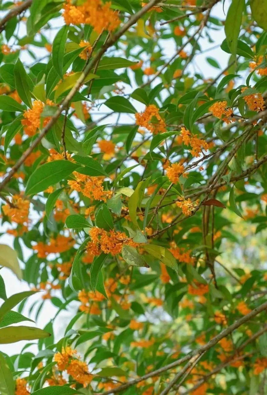 桂花的样子图片欣赏图片