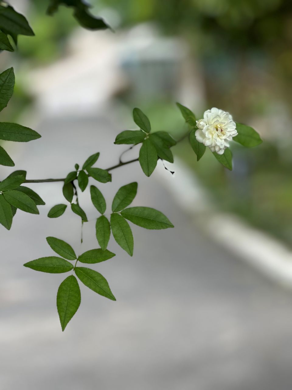 木香花图片高清图片