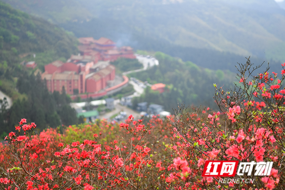 永州阳明山杜鹃花图片