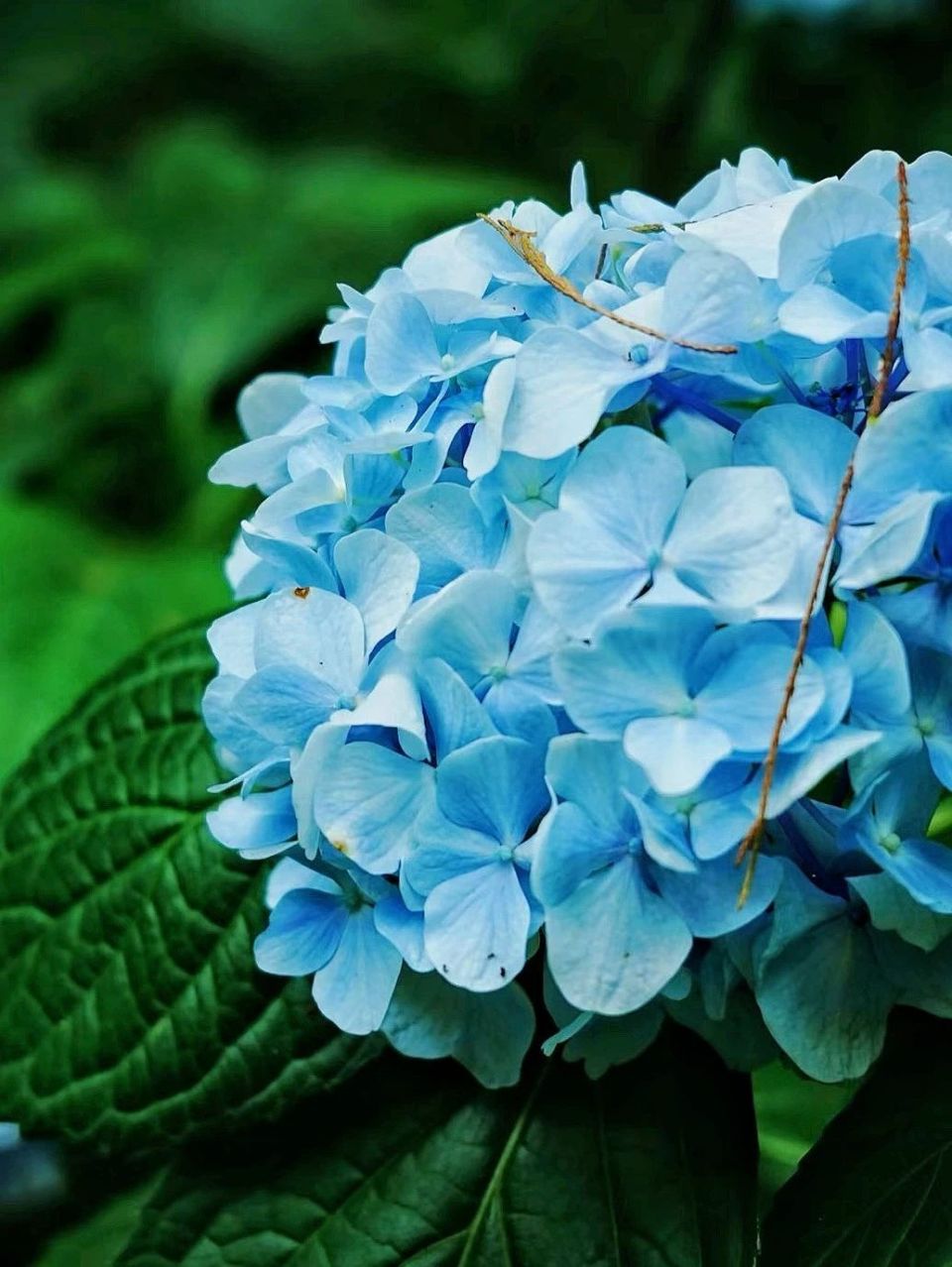 漫山遍野的绣球花海美到失语,趁人少我先冲了!