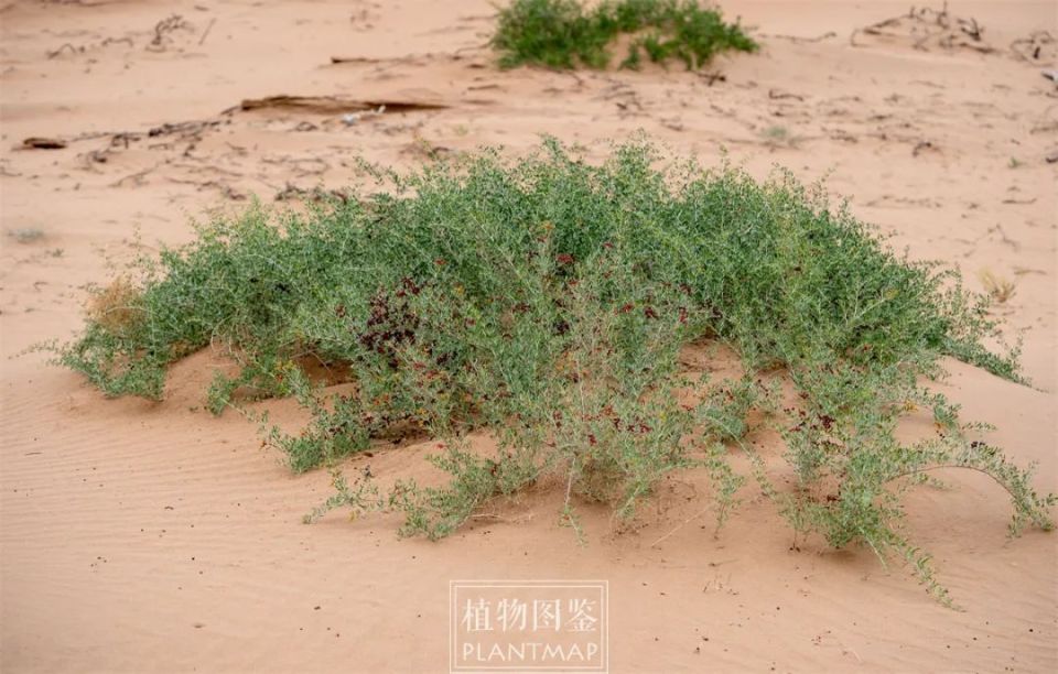 白刺 | 沙海浮绿