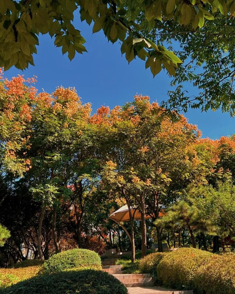 藏在镜头里的濮阳秋日浪漫序章