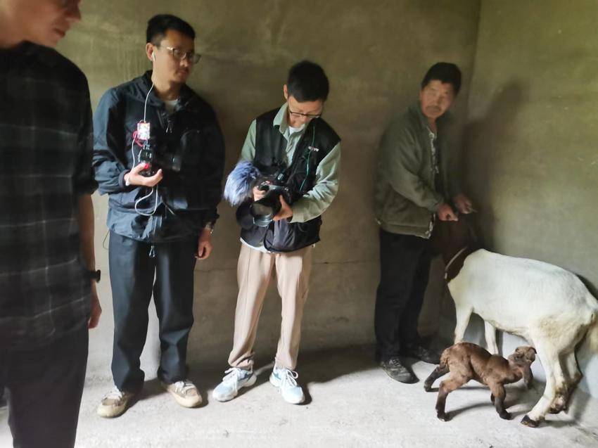 "野羊子"落单被救,竟是国家二级重点保护动物