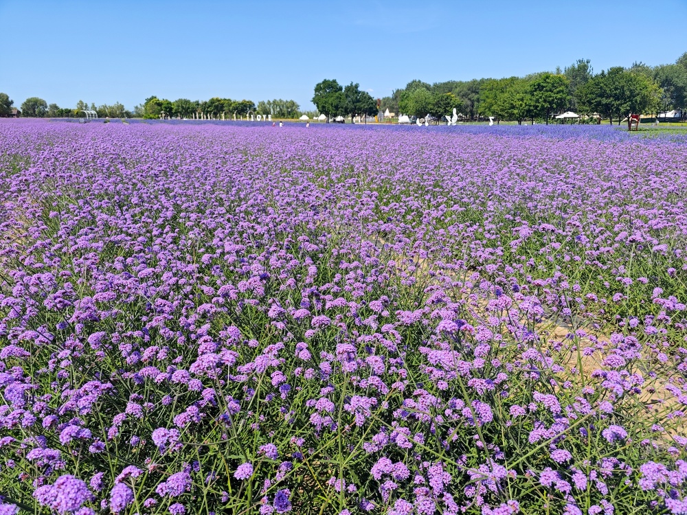 紫谷伊甸园薰衣草进入盛花期-腾讯新闻