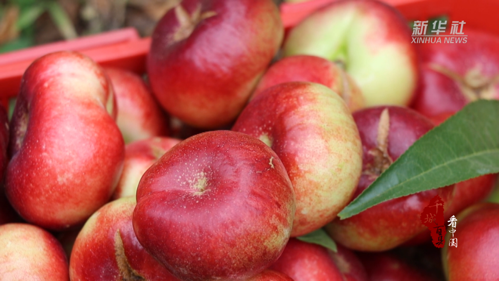 千城百县看中国丨河北高邑:蟠桃满枝头 满园好"丰"景