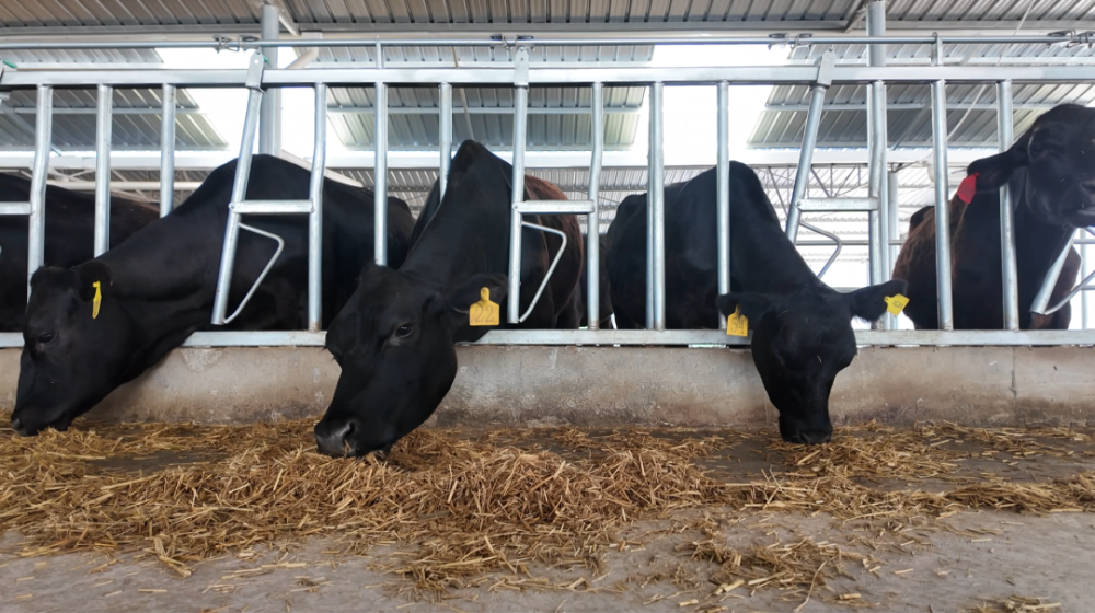 巴中在种源上下功夫牛种是基础想要实现澳洲和牛本地产图据视觉中国