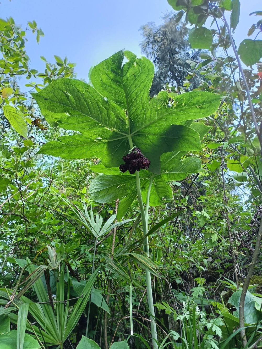 咸丰发现国家三级濒危植物八角莲