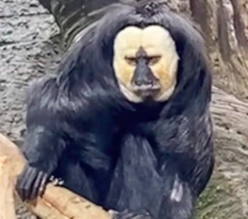 南京白面僧面猴被称“长相炸裂”，动物园：它很乖巧，是一个社恐_腾讯新闻